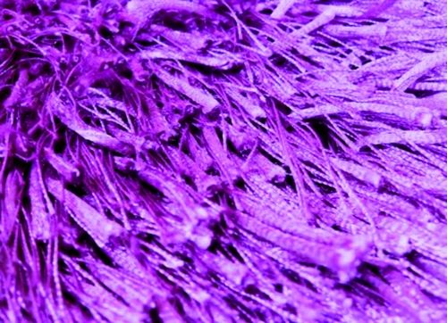 Shaggy Shrubs 04 purple