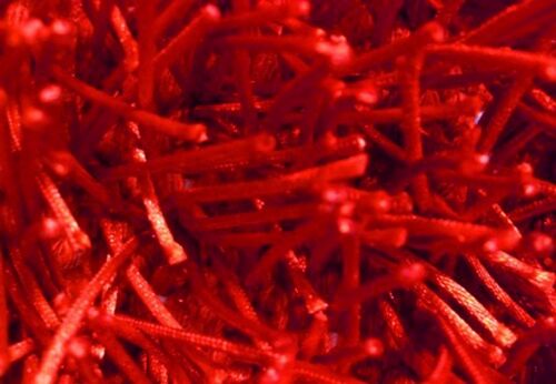 Shaggy Marmala 109 red