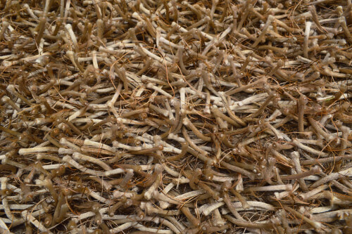 Shaggy Funny macciato