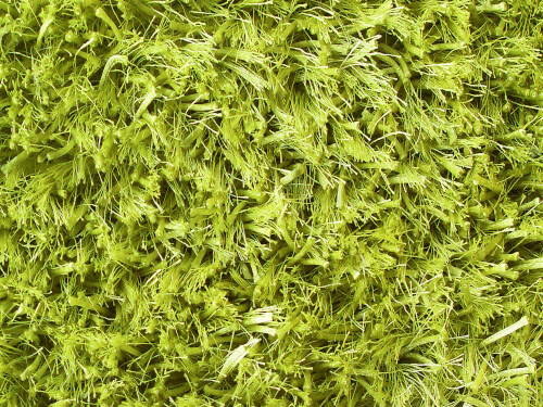 Shaggy Kota Kota pea