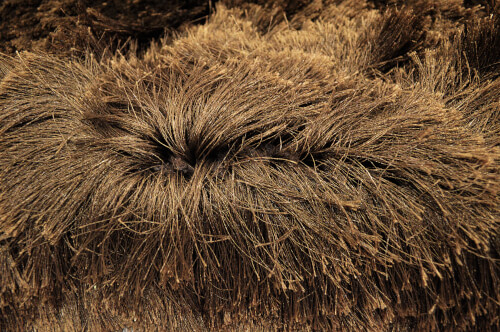 Shaggy Imola chocolate