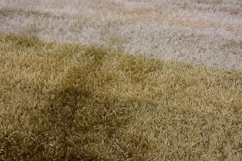 Shaggy Kerala 109 beige